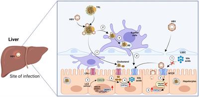 Hepatic macrophage niche: a bridge between HBV-mediated metabolic changes with intrahepatic inflammation